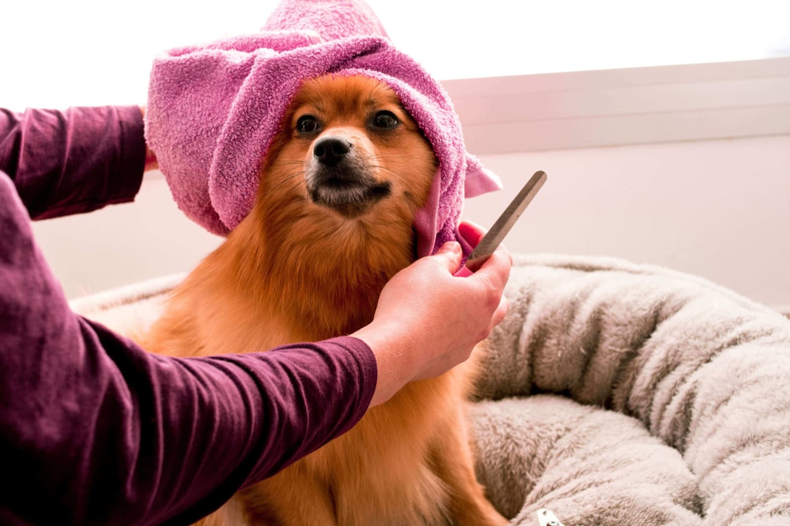 De 10 meest voorkomende vachtproblemen bij honden en hoe ze te voorkomen
