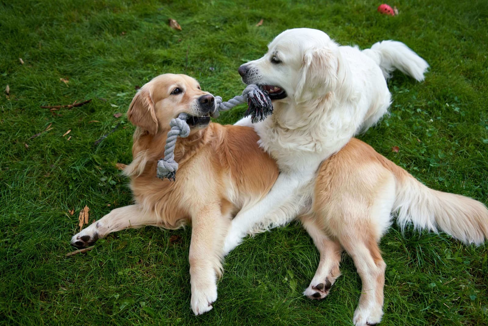 Hoe vaak moet u uw hond laten trimmen? Een complete gids per vachttype