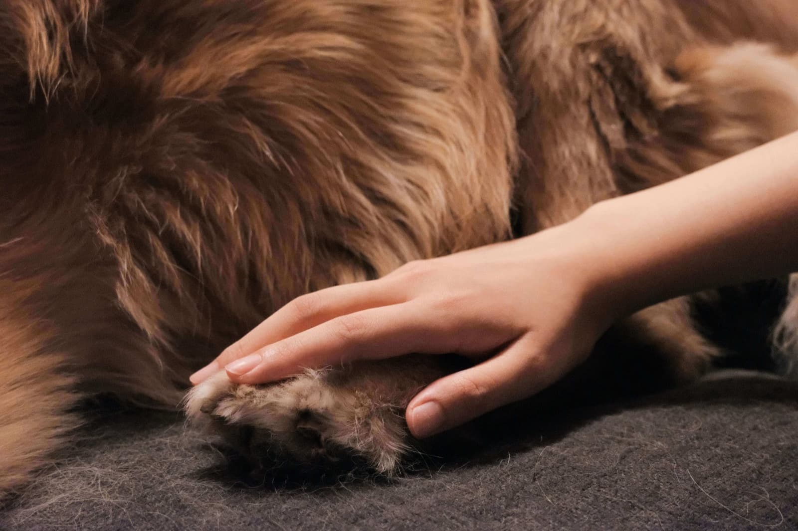 Veelvoorkomende huidproblemen bij honden herkennen en behandelen