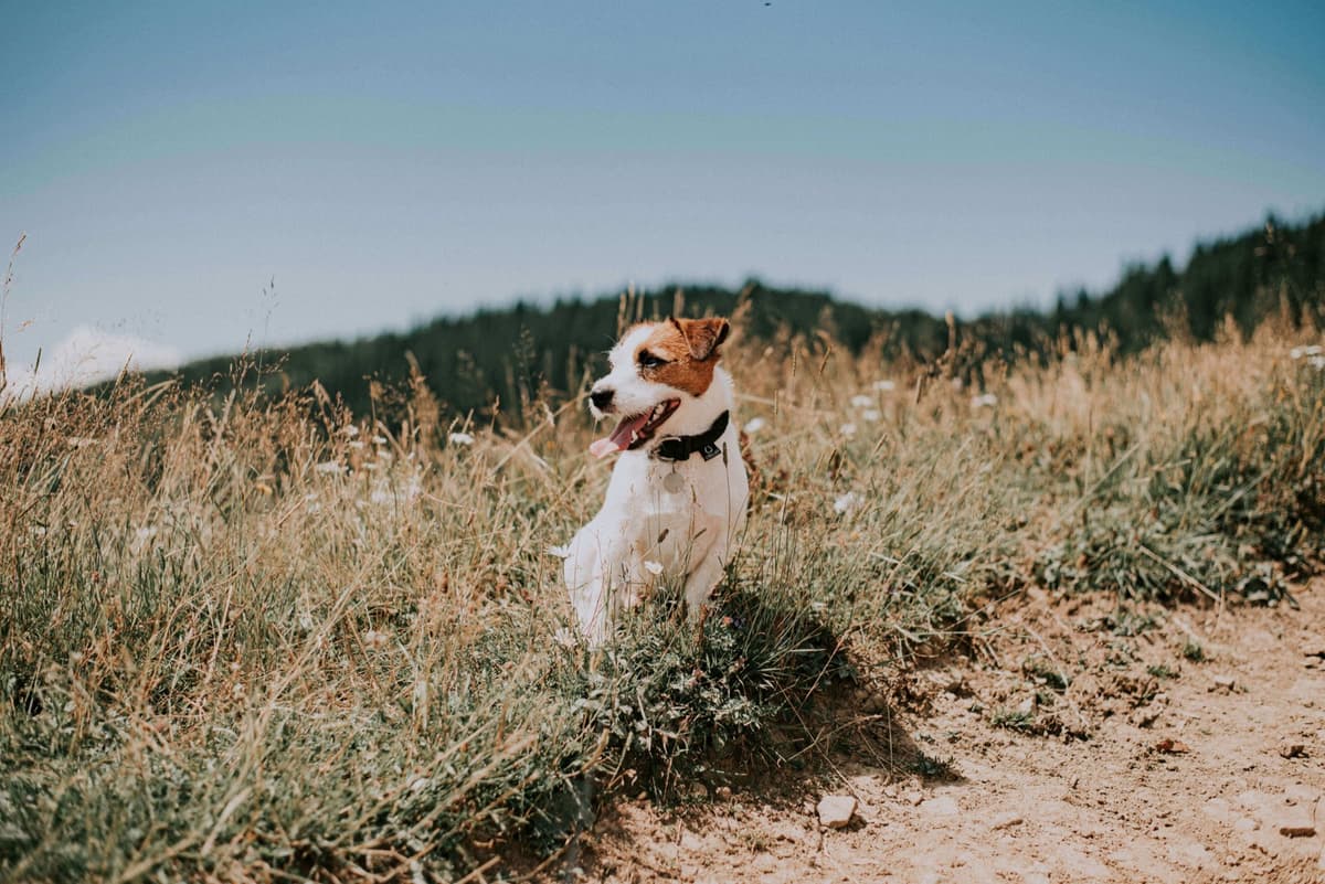 Tips voor hondentrimmen in de zomer: Houd uw hond koel en comfortabel
