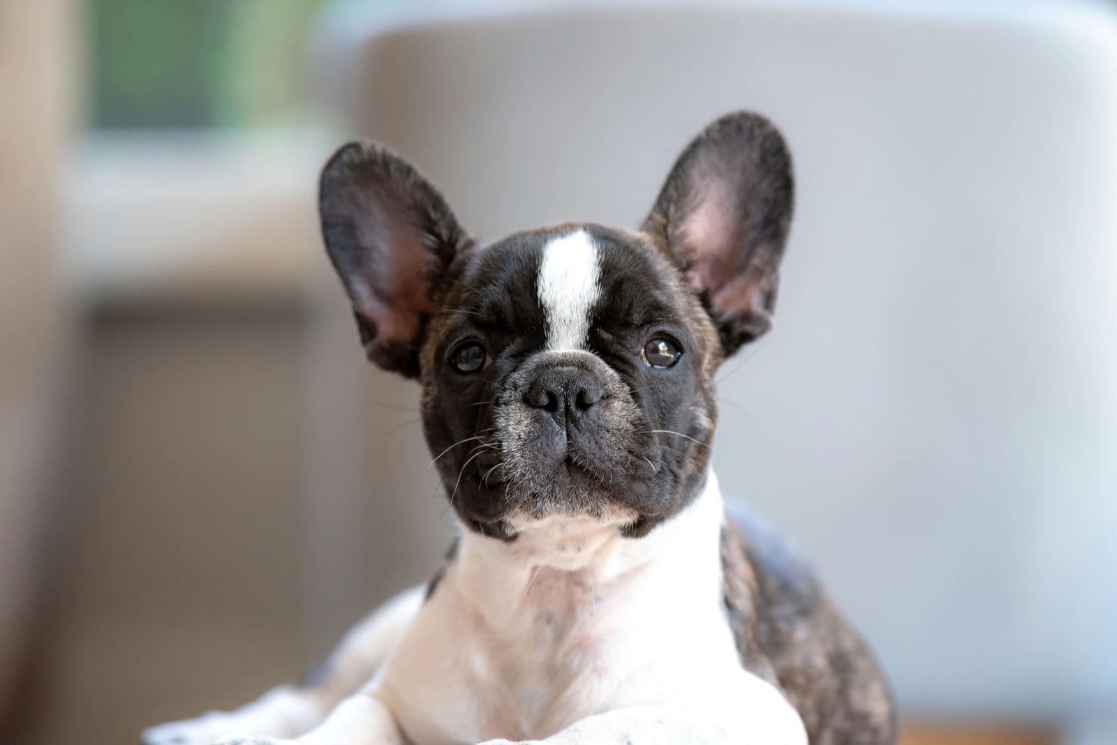 Vachtverzorging voor Franse Bulldog: Alles wat u moet weten