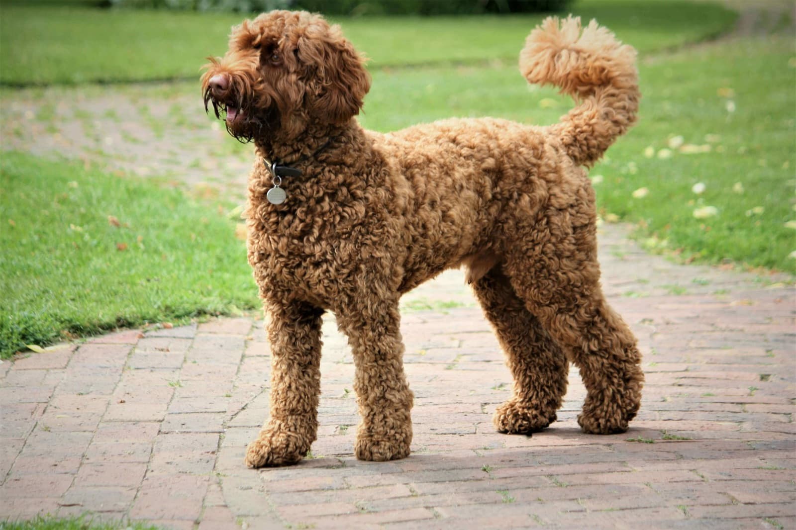 Vachtverzorging voor Labradoodle: De complete gids
