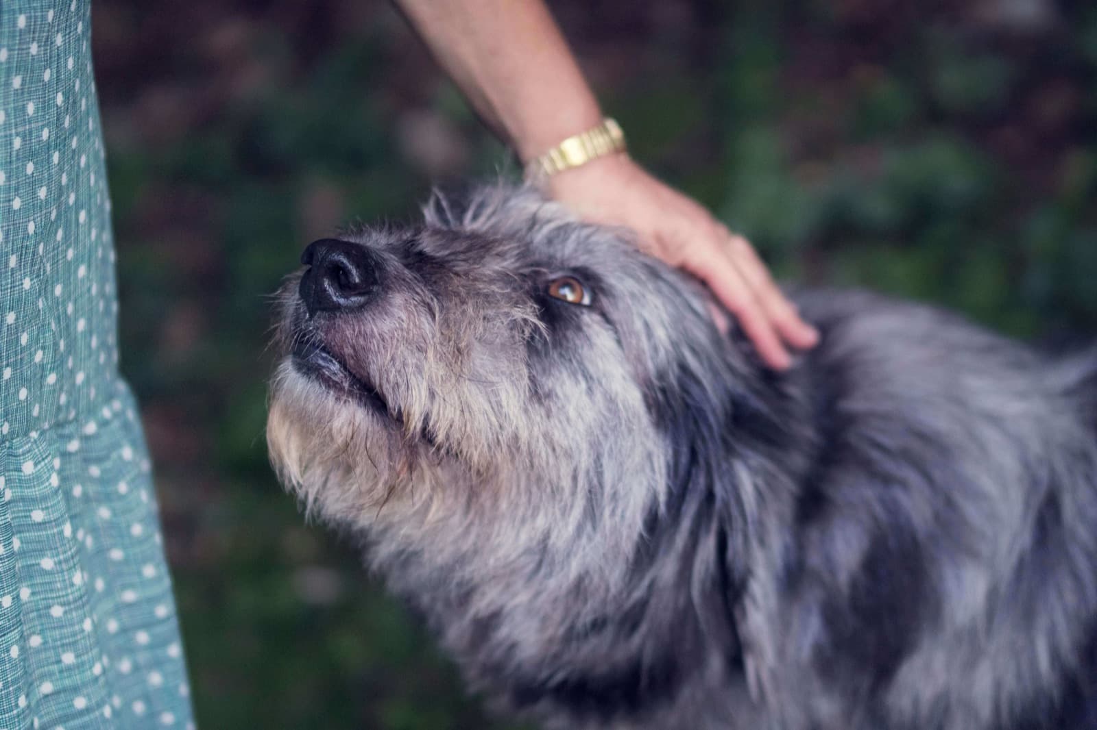 Vachtverzorging voor oudere honden: Comfort en gezondheid
