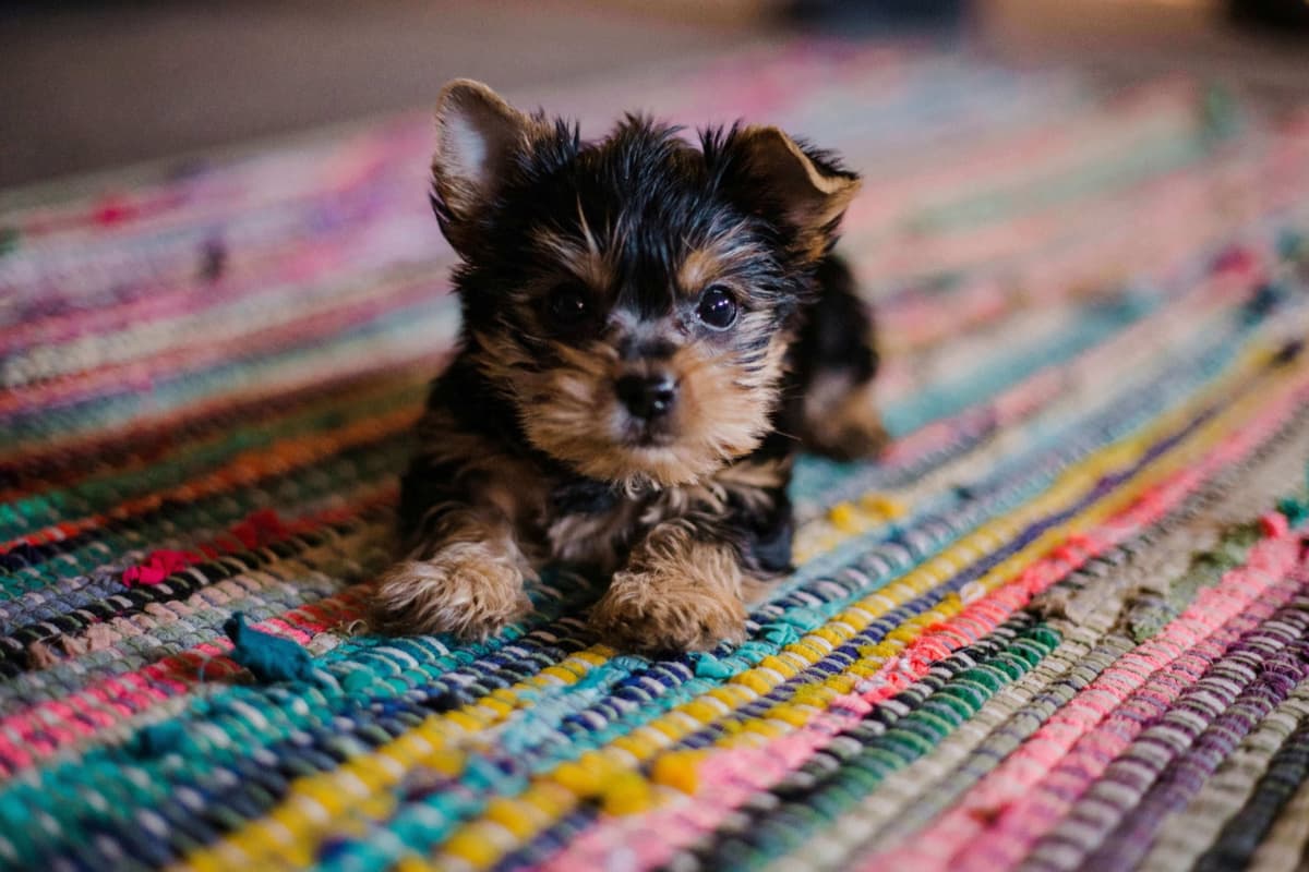 Voorbereiden op het eerste trimbezoek van uw puppy: Een complete handleiding