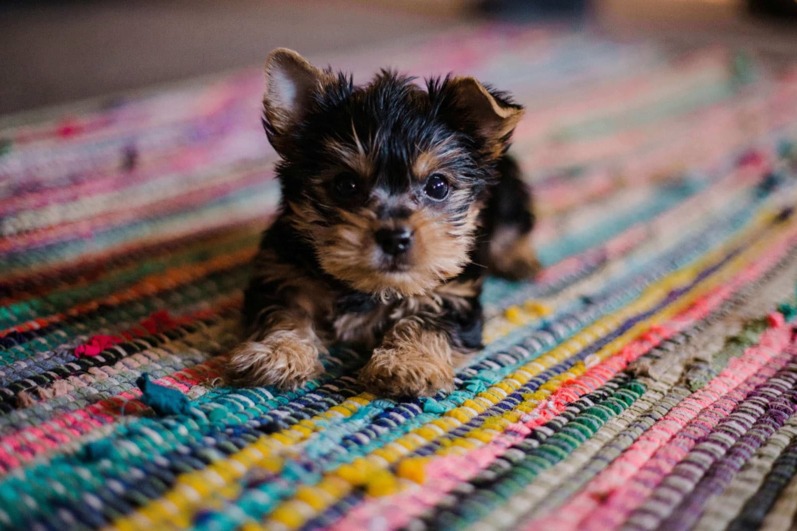 Voorbereiden op het eerste trimbezoek van uw puppy: Een complete handleiding