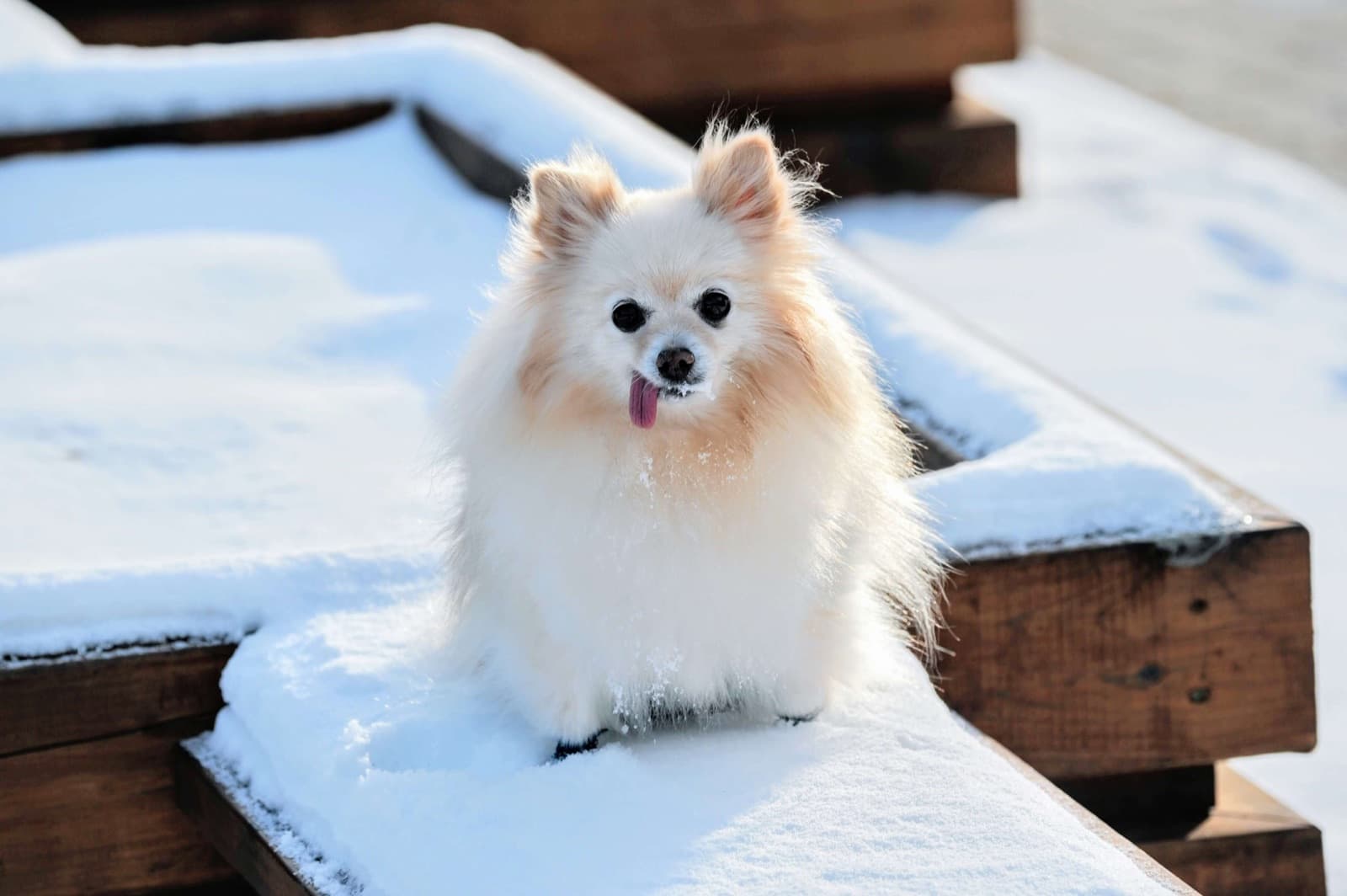 Winterverzorging voor honden: Bescherm uw viervoeter tegen de kou