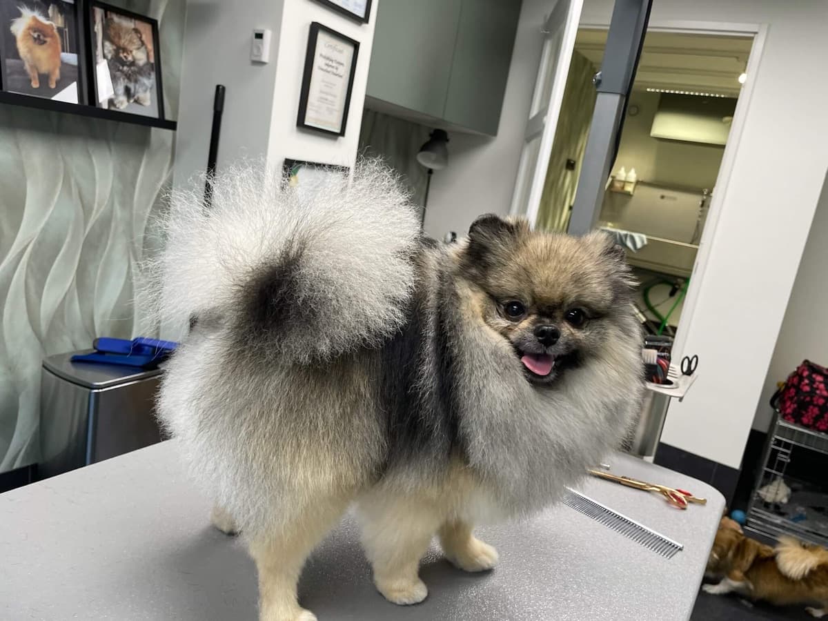 Hond krijgt een trimbehandeling bij Trimsalon Aayden