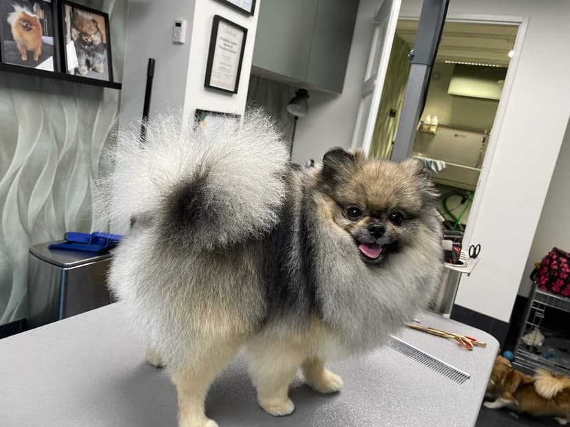 Hond wordt gewassen bij Trimsalon Aayden