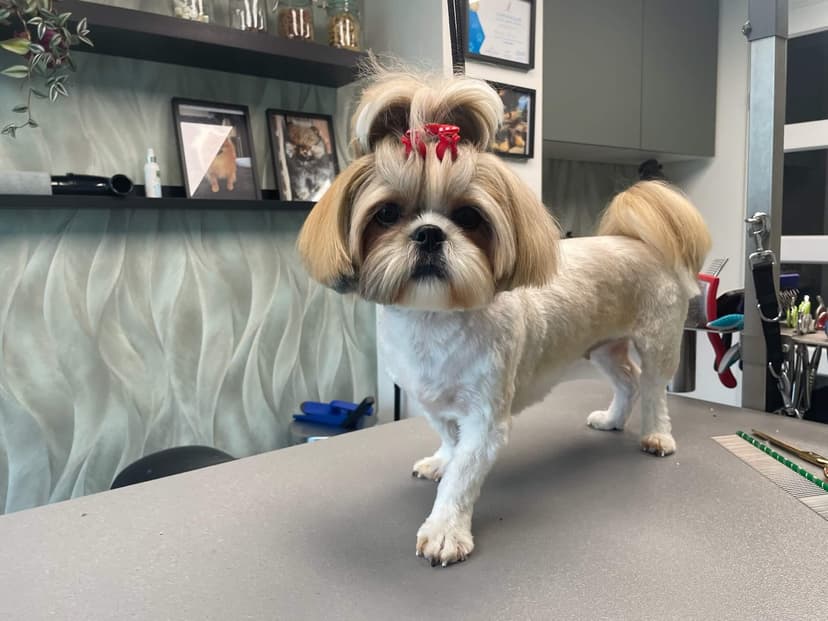 Hond wordt getrimd bij Trimsalon Aayden
