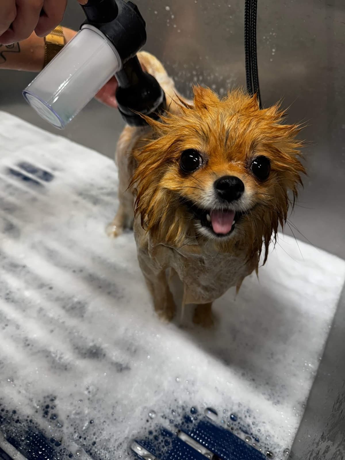 Wassen, borstelen & nagels knippen voor honden bij Trimsalon Aayden in Ypenburg