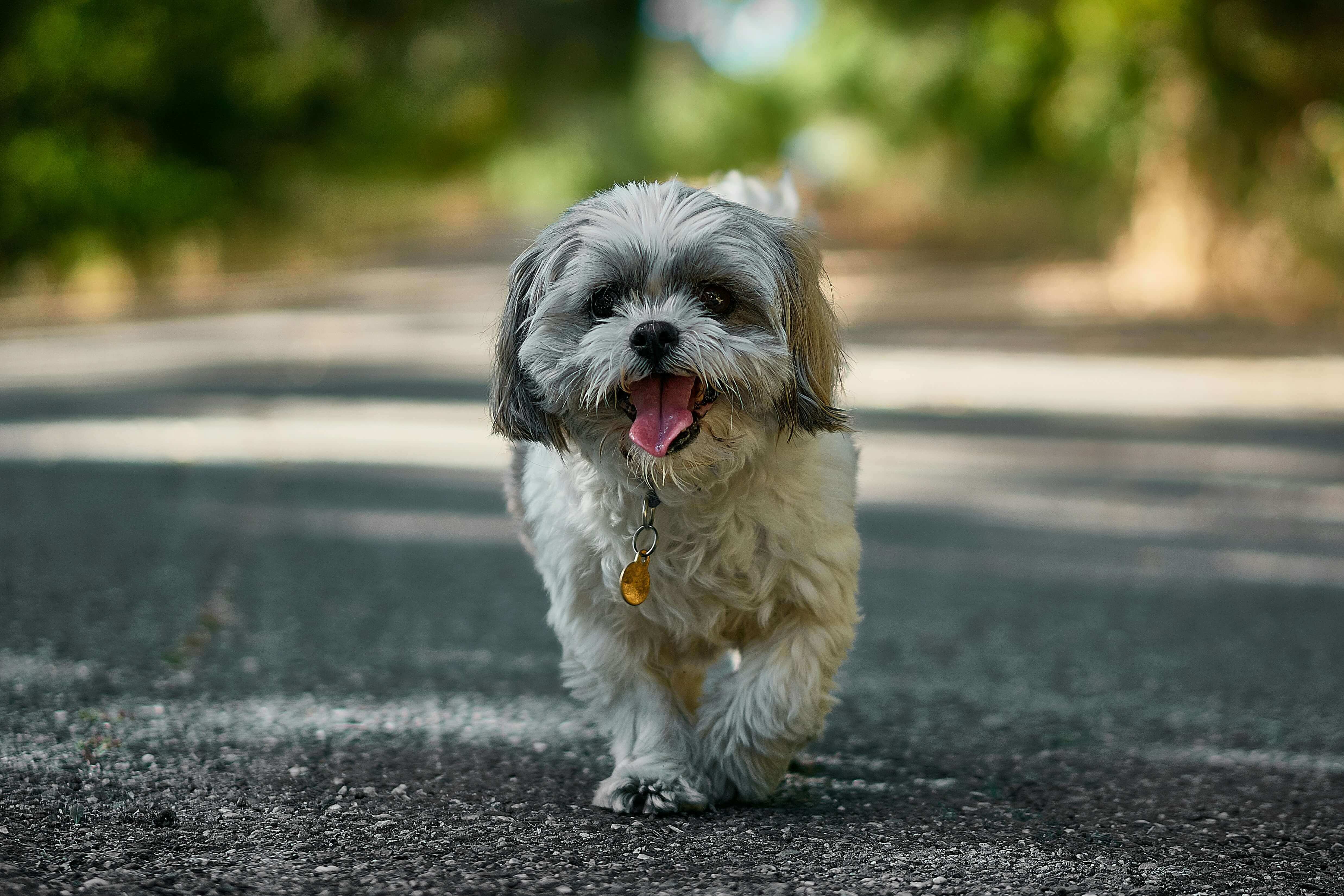 Vachtverzorging voor Shih Tzu: Van puppy tot senior