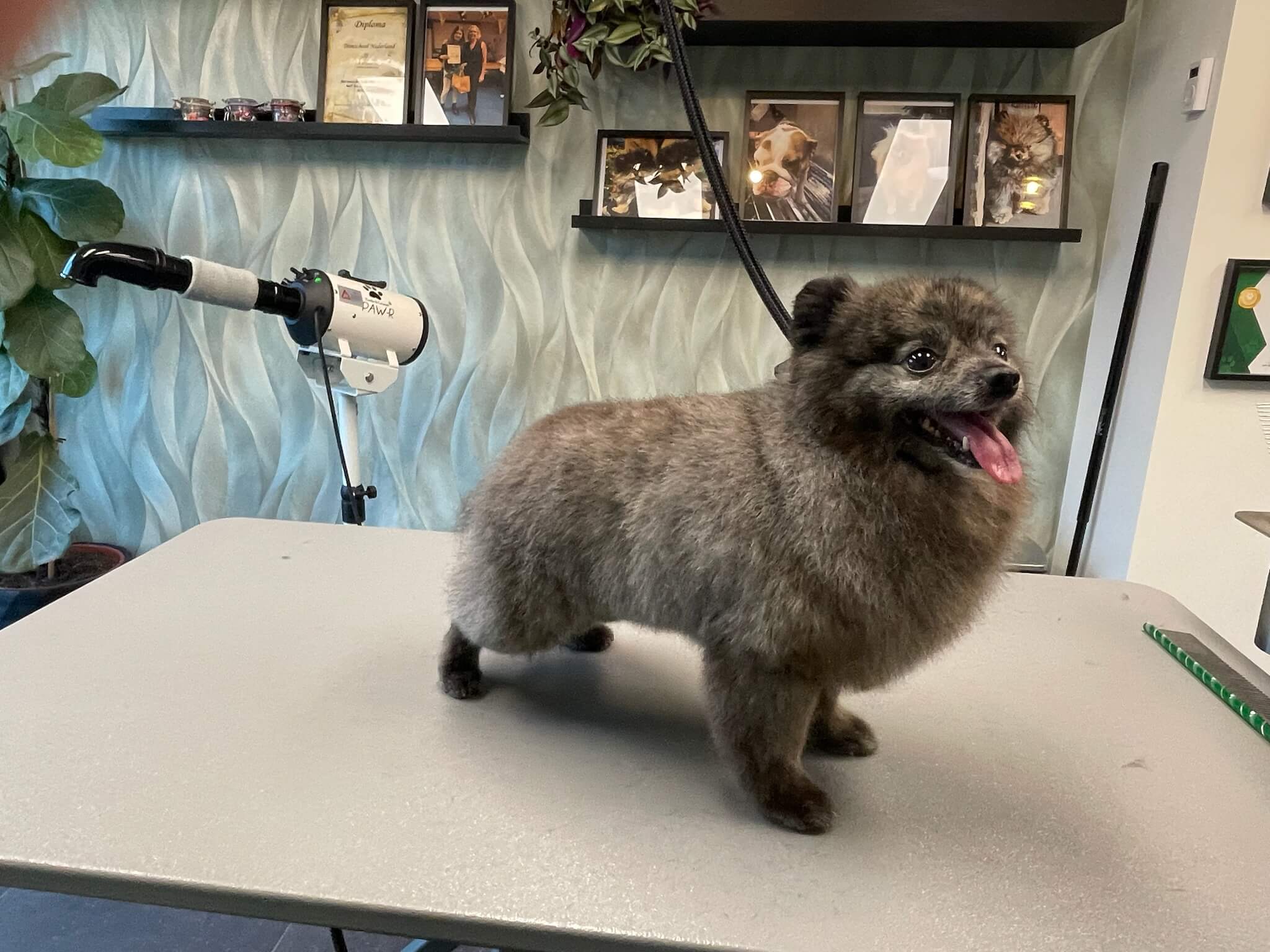 Hondenpoot met gekipte nagels bij Trimsalon Aayden