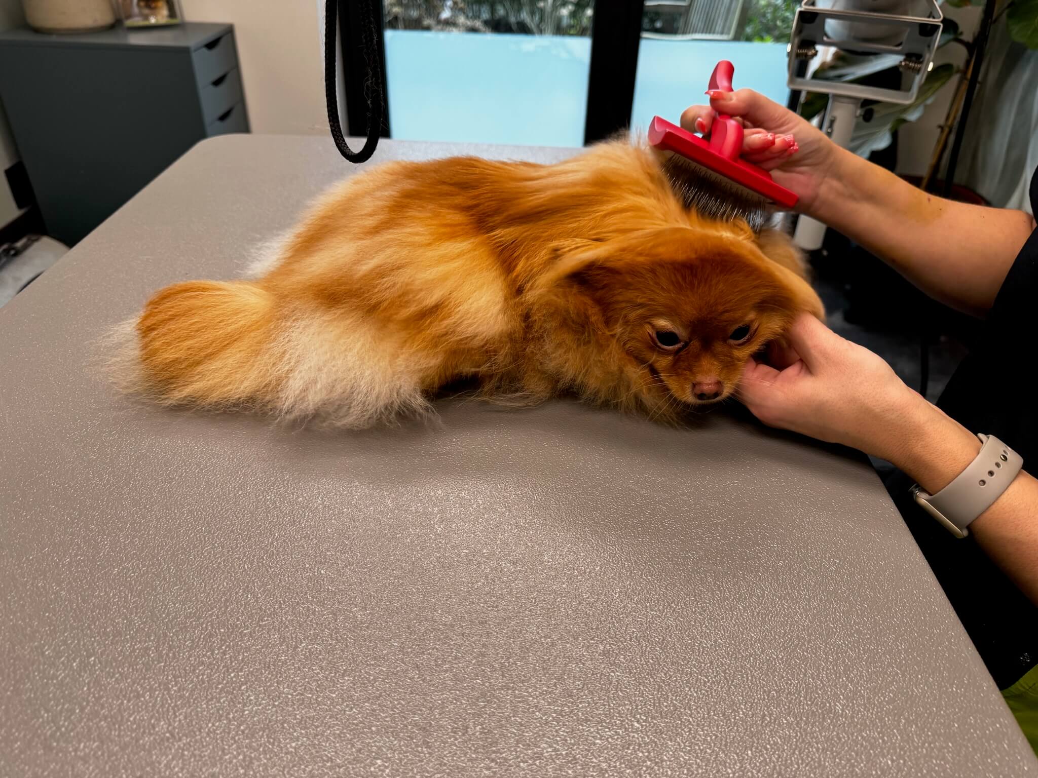 Hond wordt geborsteld bij Trimsalon Aayden