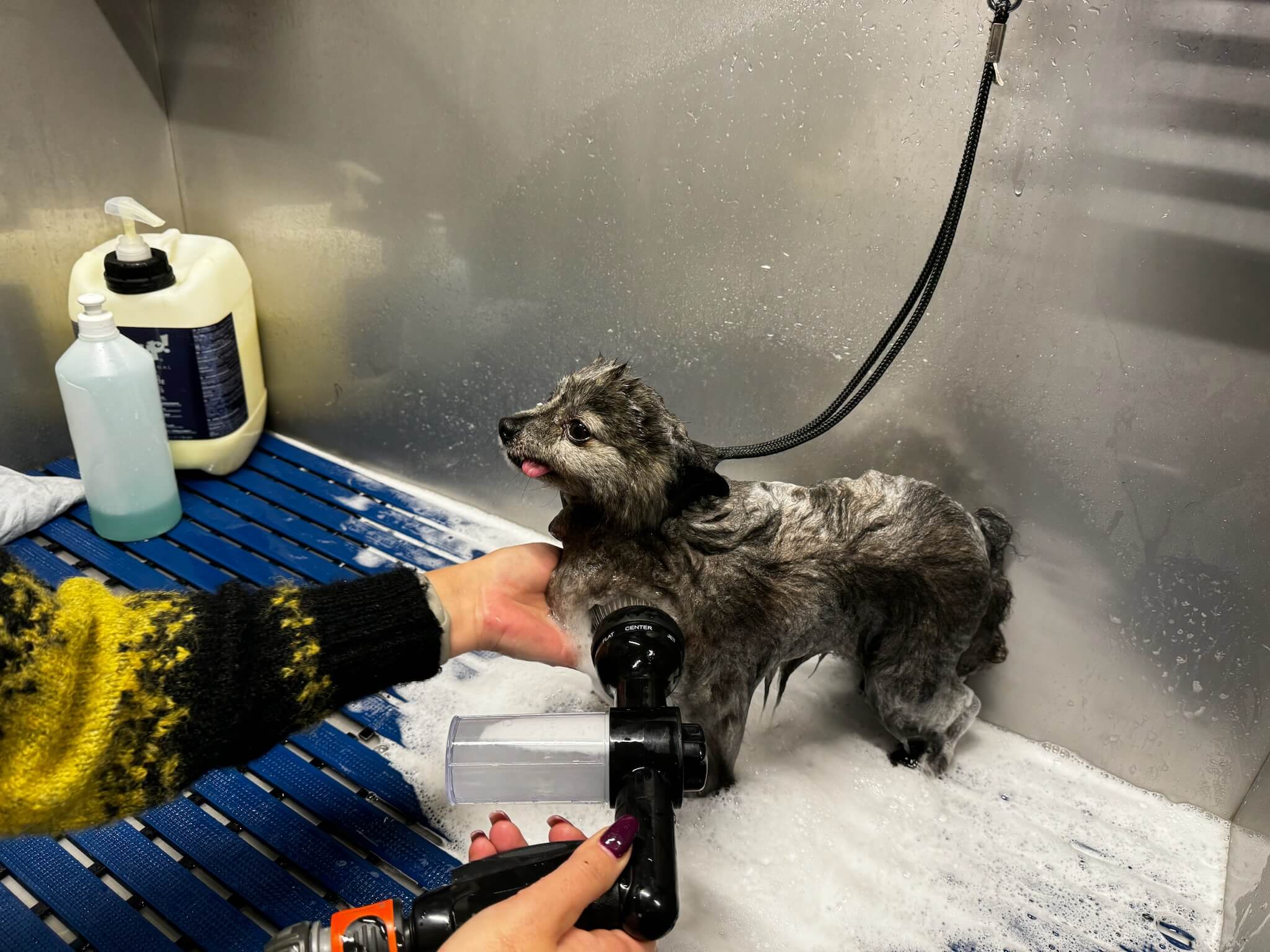 Nagels knippen bij Trimsalon Aayden