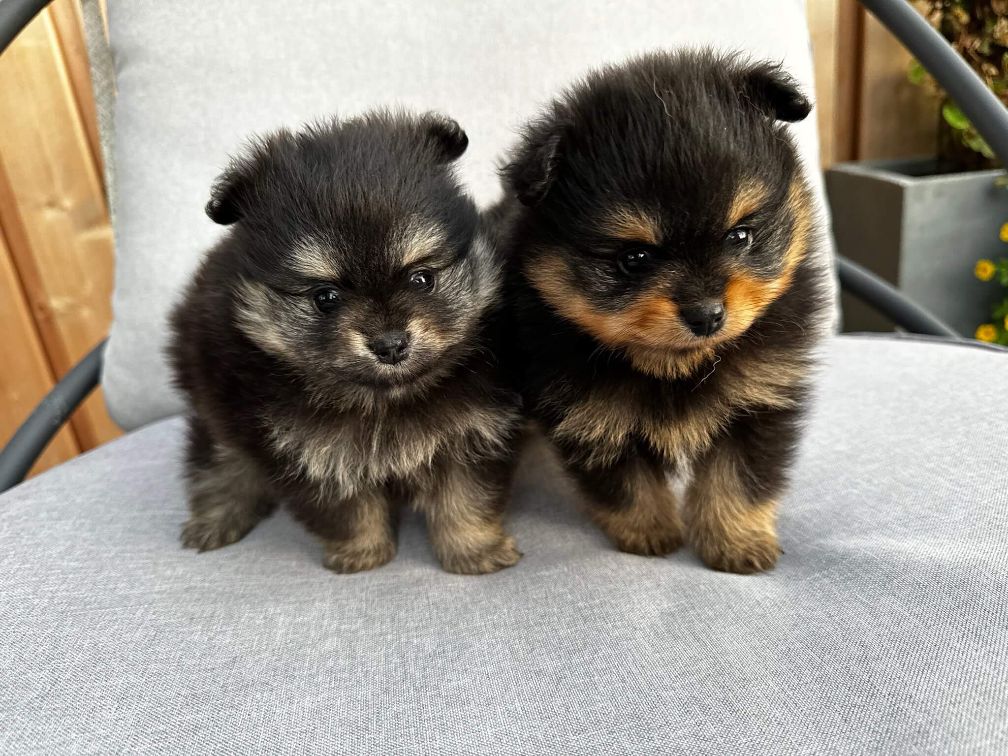 Persoonlijke aandacht bij Trimsalon Aayden in Ypenburg