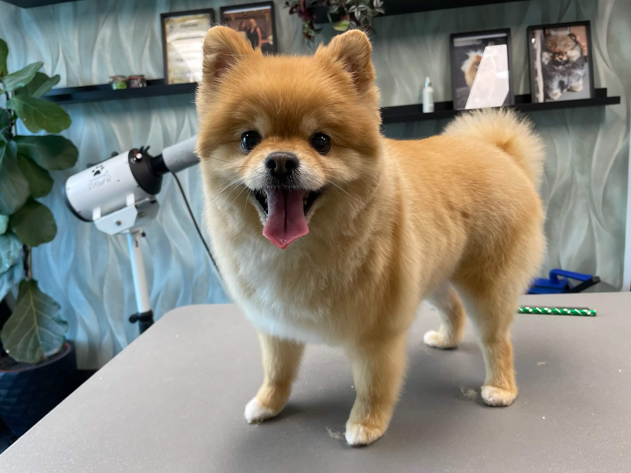 Premium verzorgingsproducten voor honden bij Trimsalon Aayden