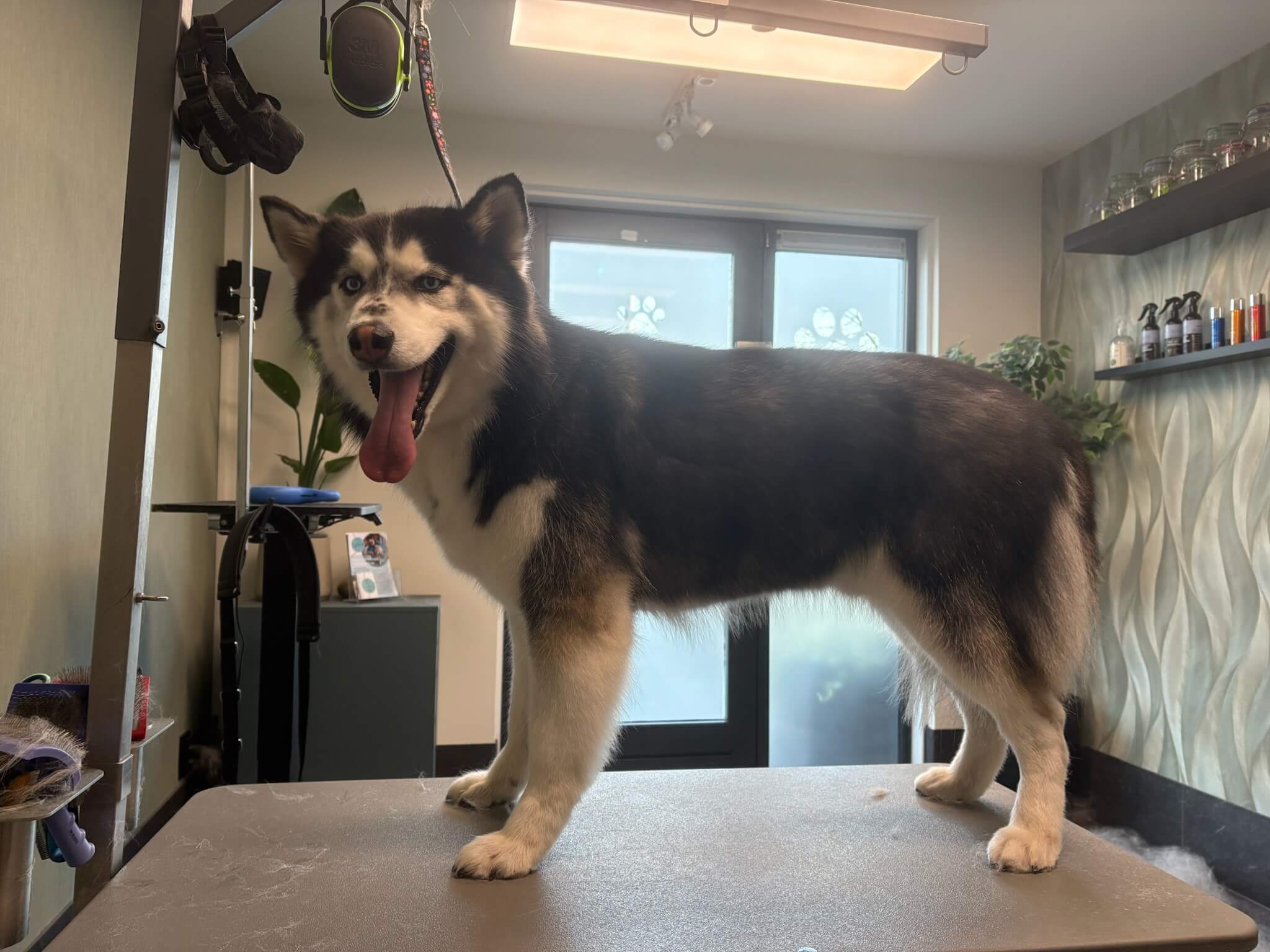 Oudere honden bij Trimsalon Aayden