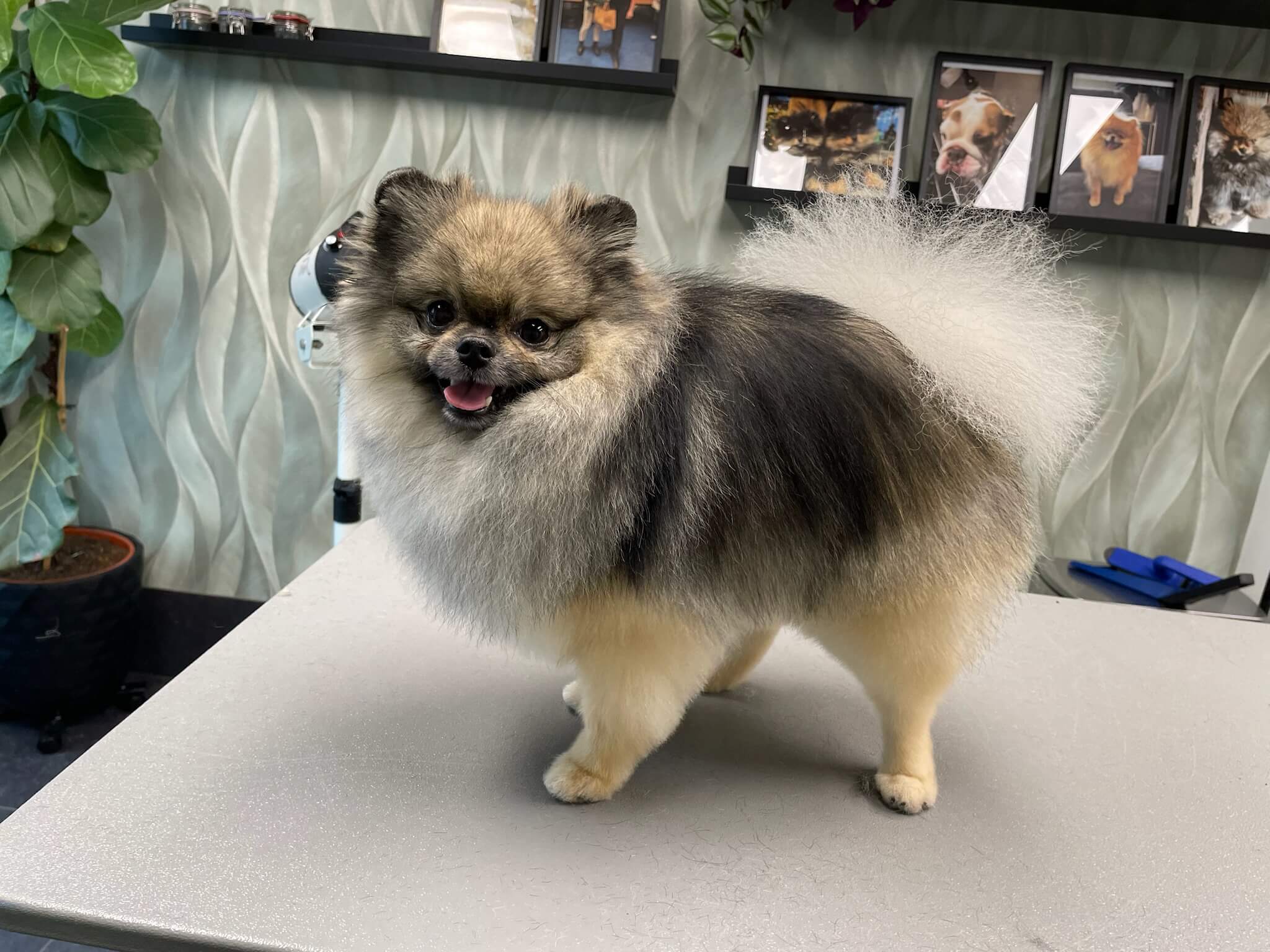 Actieve honden bij Trimsalon Aayden