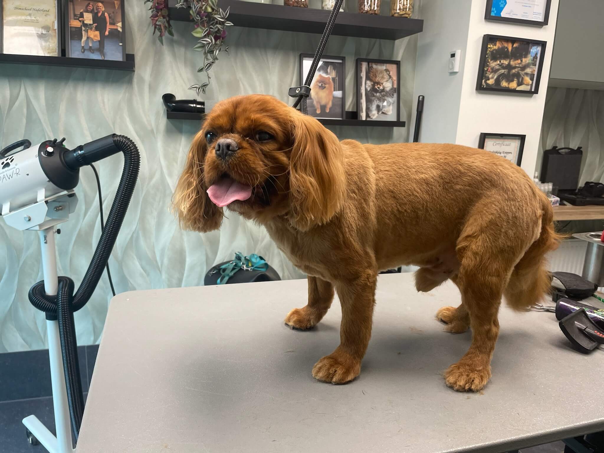 Na de trimbeurt bij Trimsalon Aayden