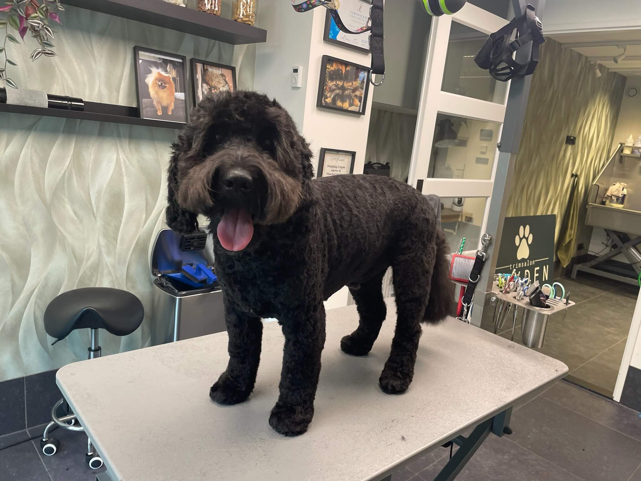 Na de trimbeurt bij Trimsalon Aayden