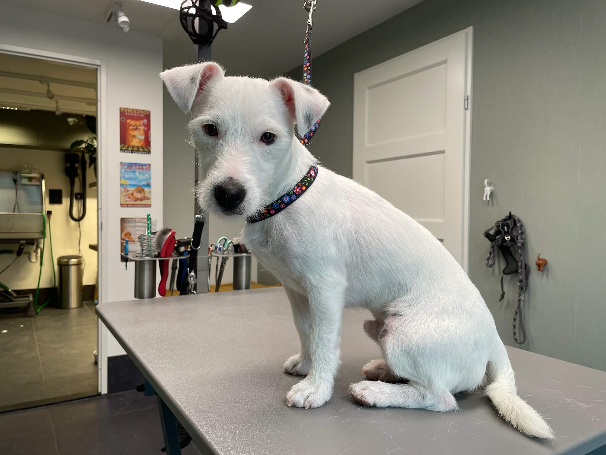 Na de trimbeurt bij Trimsalon Aayden