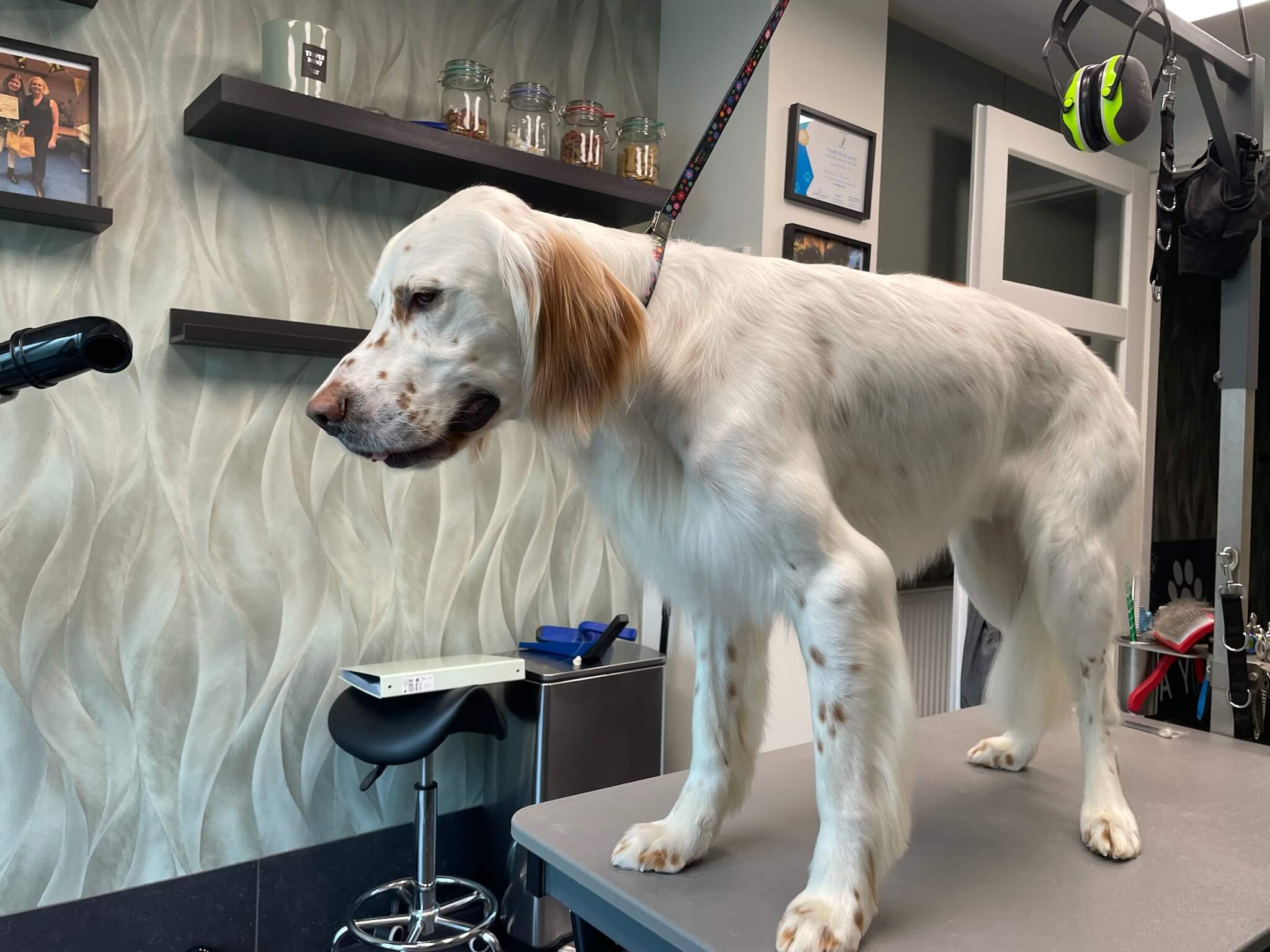 Na de trimbeurt bij Trimsalon Aayden