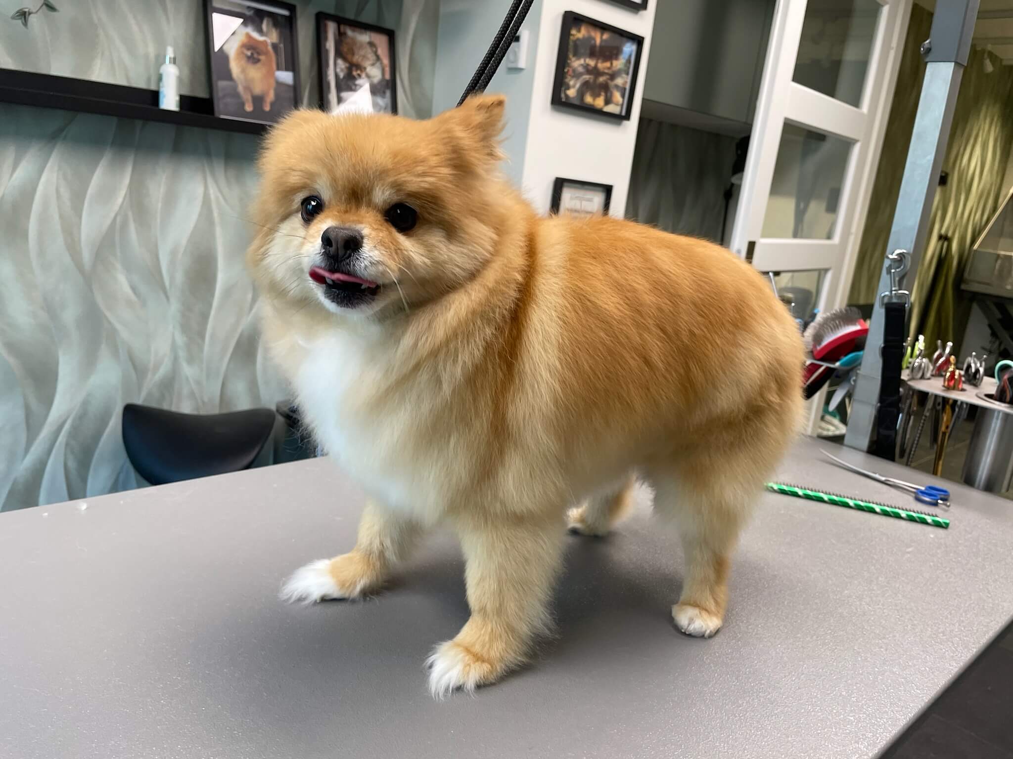 Voor de trimbeurt bij Trimsalon Aayden