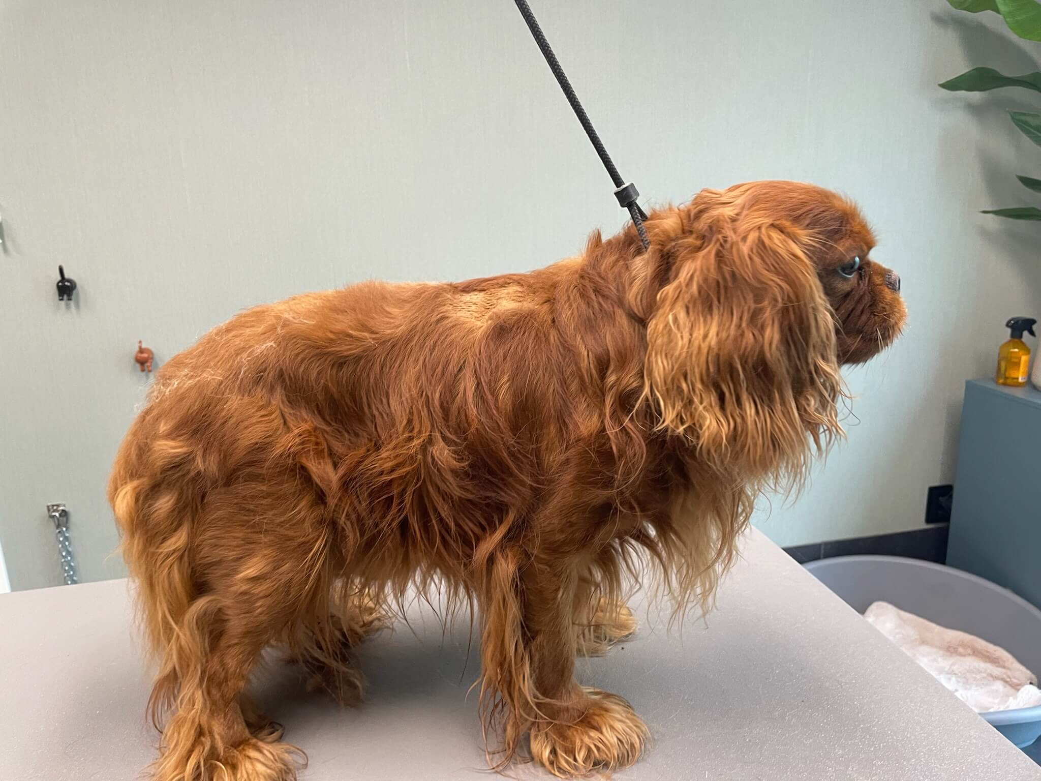 Voor de trimbeurt bij Trimsalon Aayden