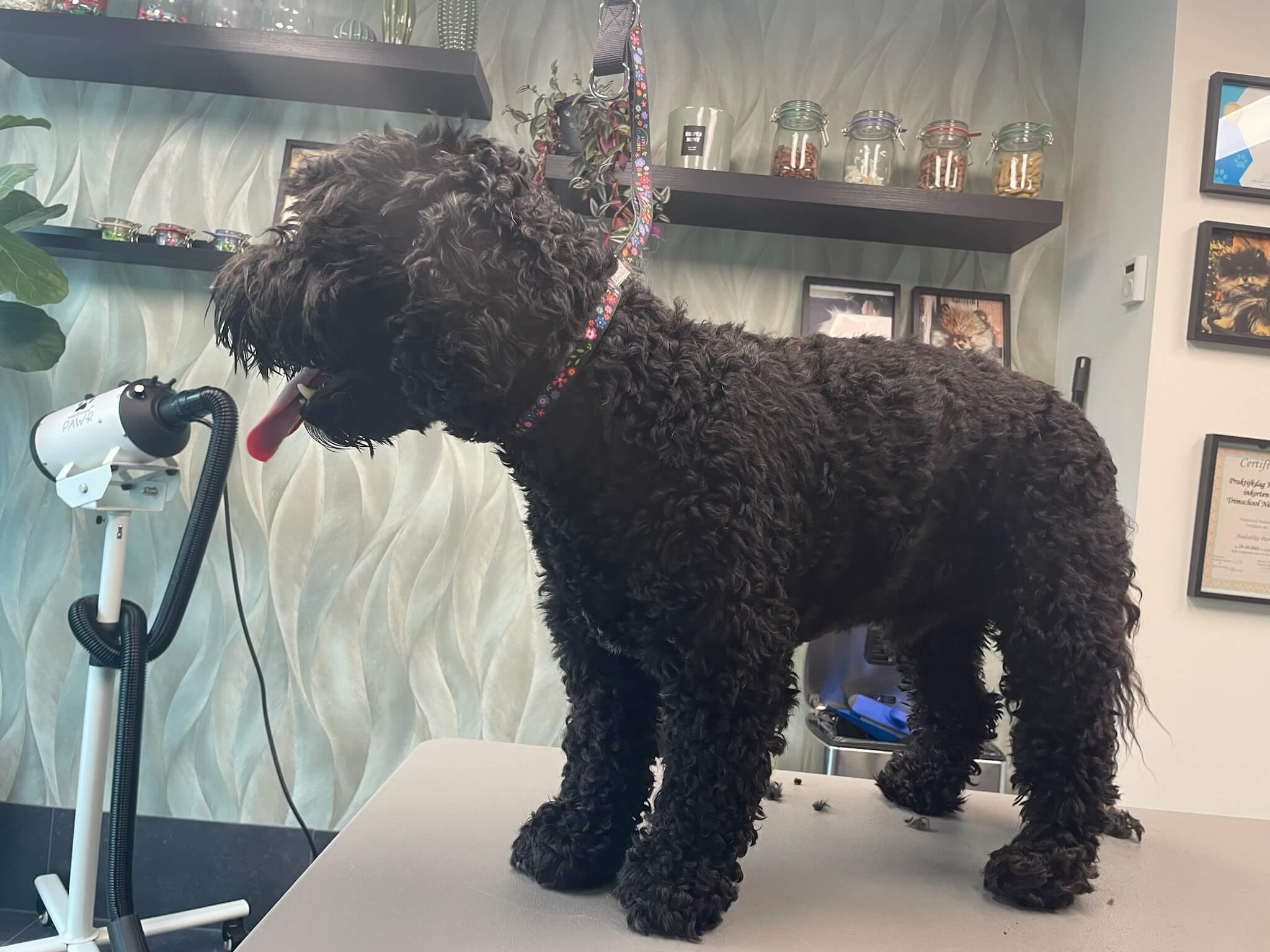 Voor de trimbeurt bij Trimsalon Aayden