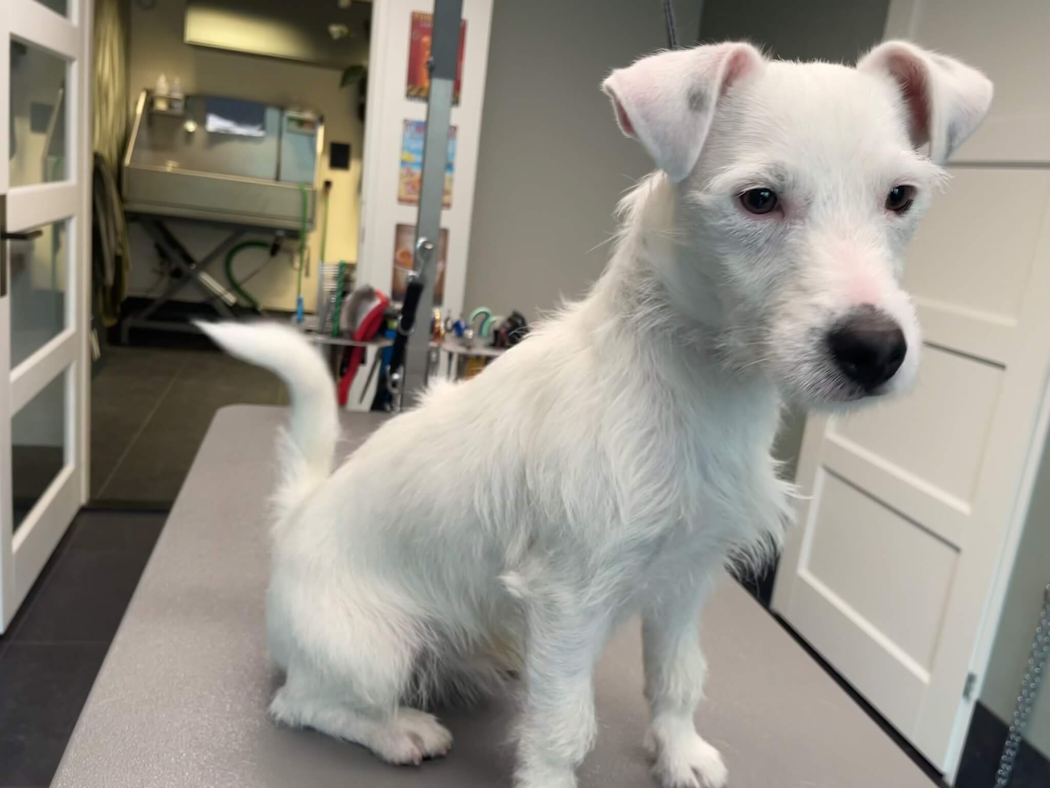 Voor de trimbeurt bij Trimsalon Aayden