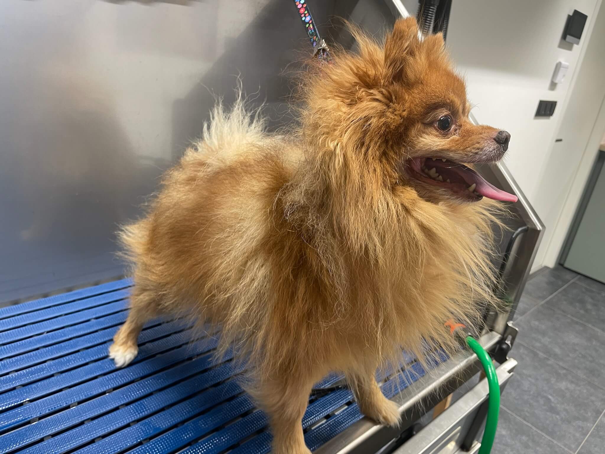 Voor de trimbeurt bij Trimsalon Aayden