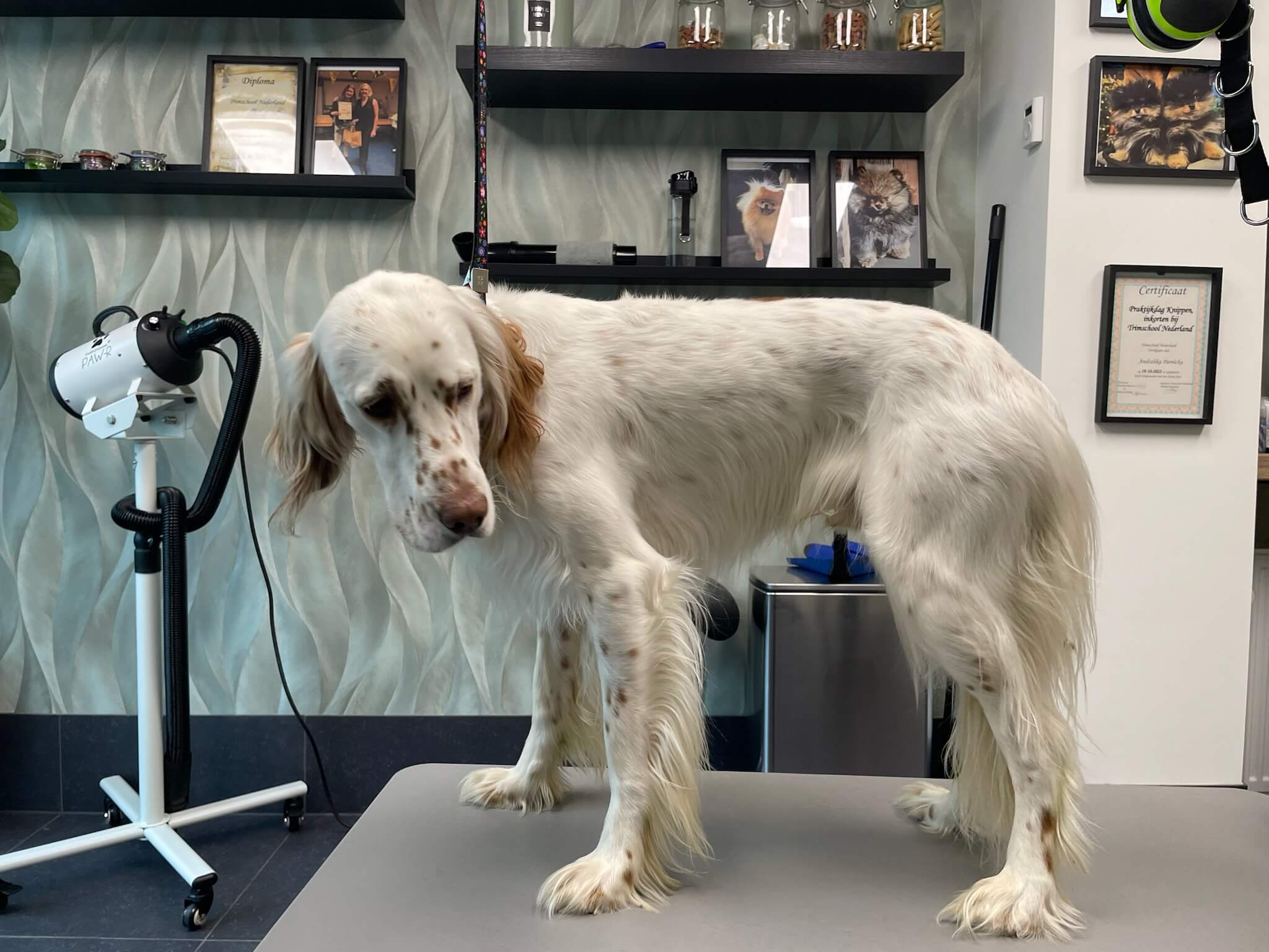 Voor de trimbeurt bij Trimsalon Aayden